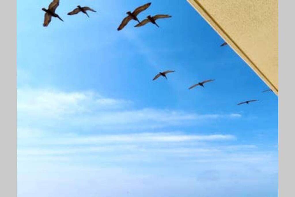 Beach Front 18Th Flr, Best Ocean View, New Upgrades 德斯廷 外观 照片